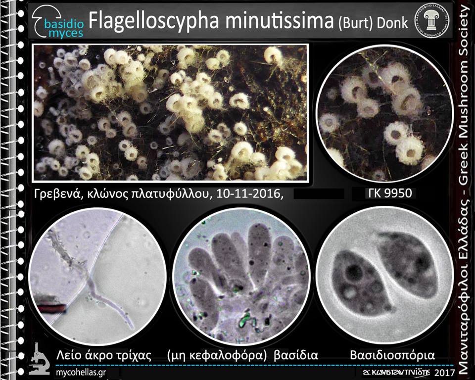 Flagelloscypha minutissima (Burt) Donk