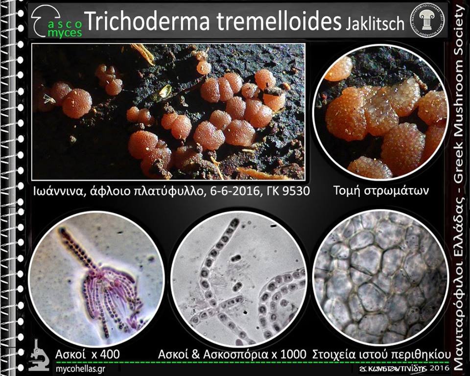 Trichoderma tremelloides Jaklitsch