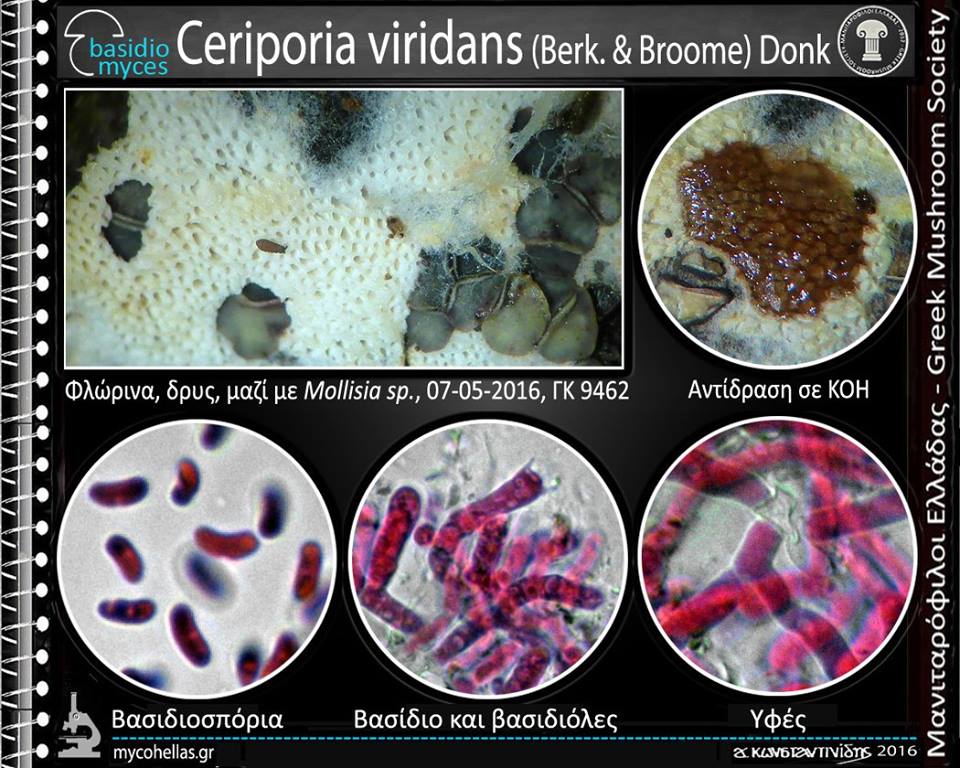 Ceriporia viridans (Berk. & Broome) Donk 