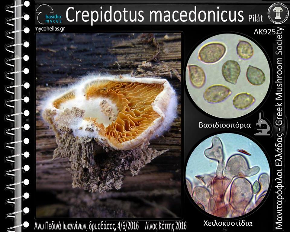 Crepidotus macedonicus Pilát
