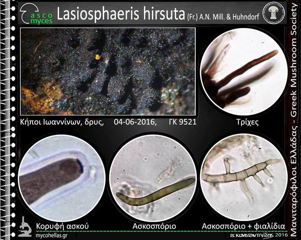 Lasiosphaeris hirsuta (Fr.) A.N. Mill. & Huhndorf