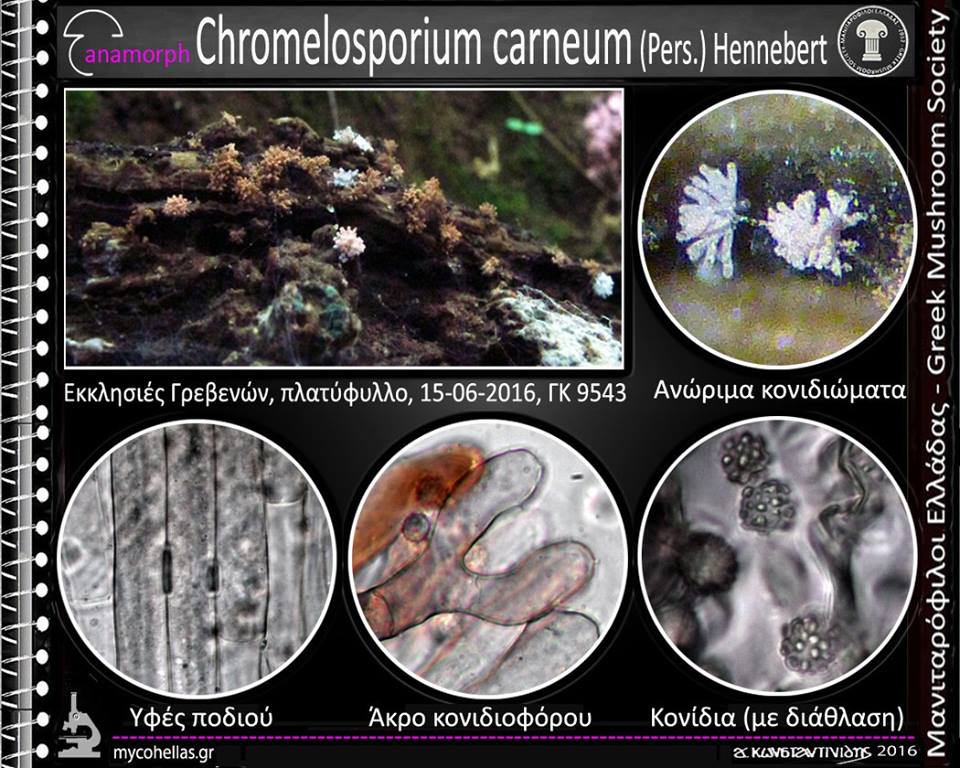 Chromelosporium carneum (Pers.) Hennebert 