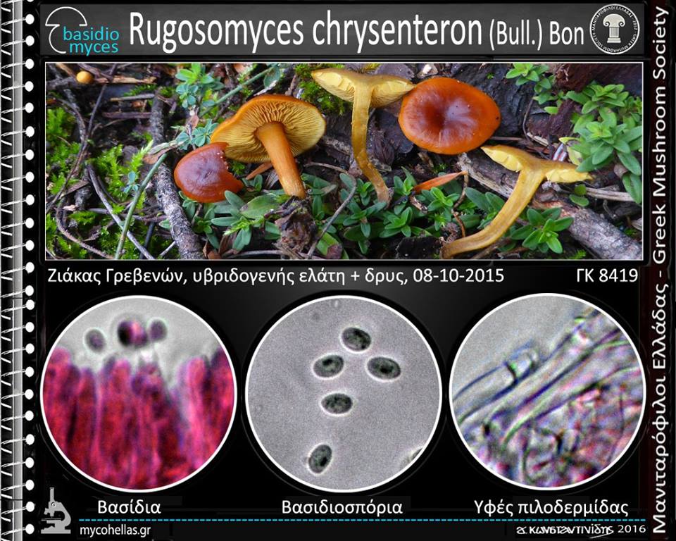 Rugosomyces chrysenteron (Bull.) Bon 