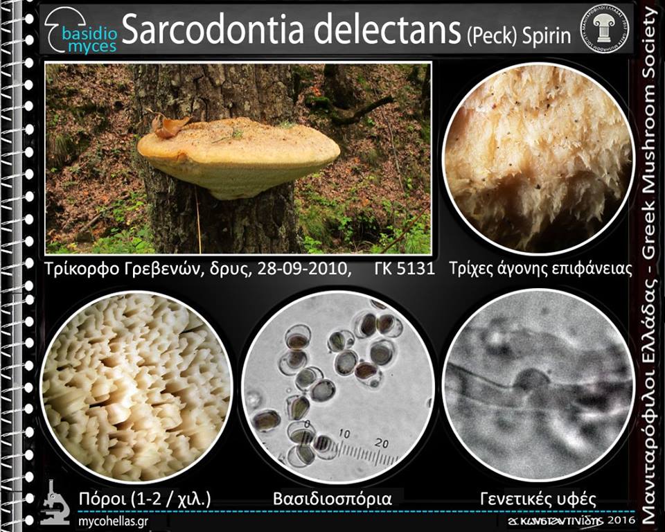 Sarcodontia delectans (Peck) Spirin 