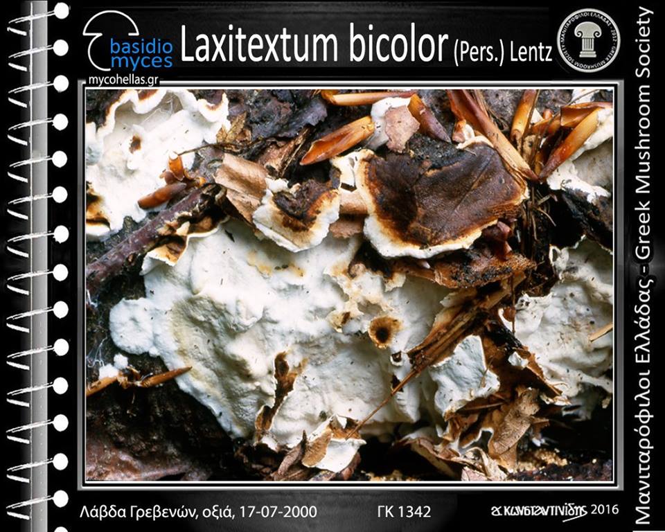 Laxitextum bicolor (Pers.) Lentz 
