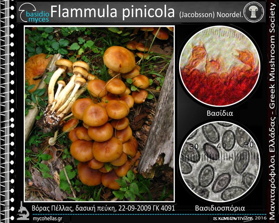 Flammula pinicola (Jacobsson) Noordel.