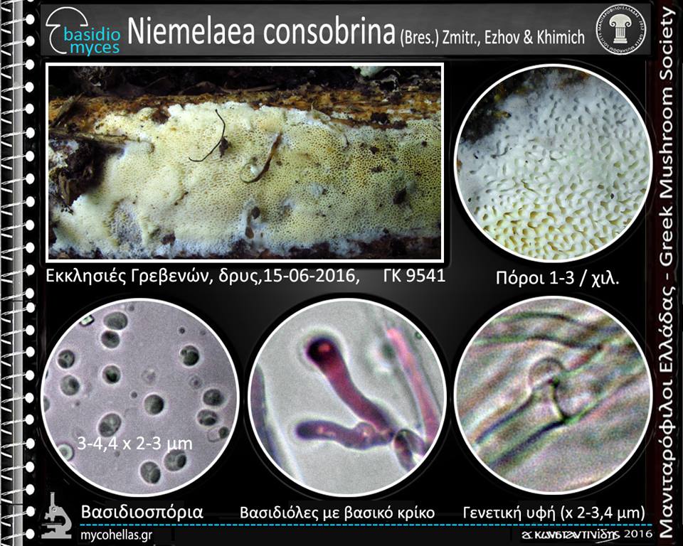 Niemelaea consobrina (Bres.) Zmitr., Ezhov & Khimich