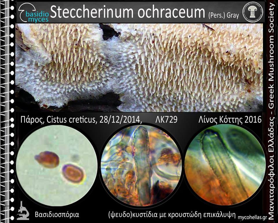 Steccherinum ochraceum (Pers.) Gray