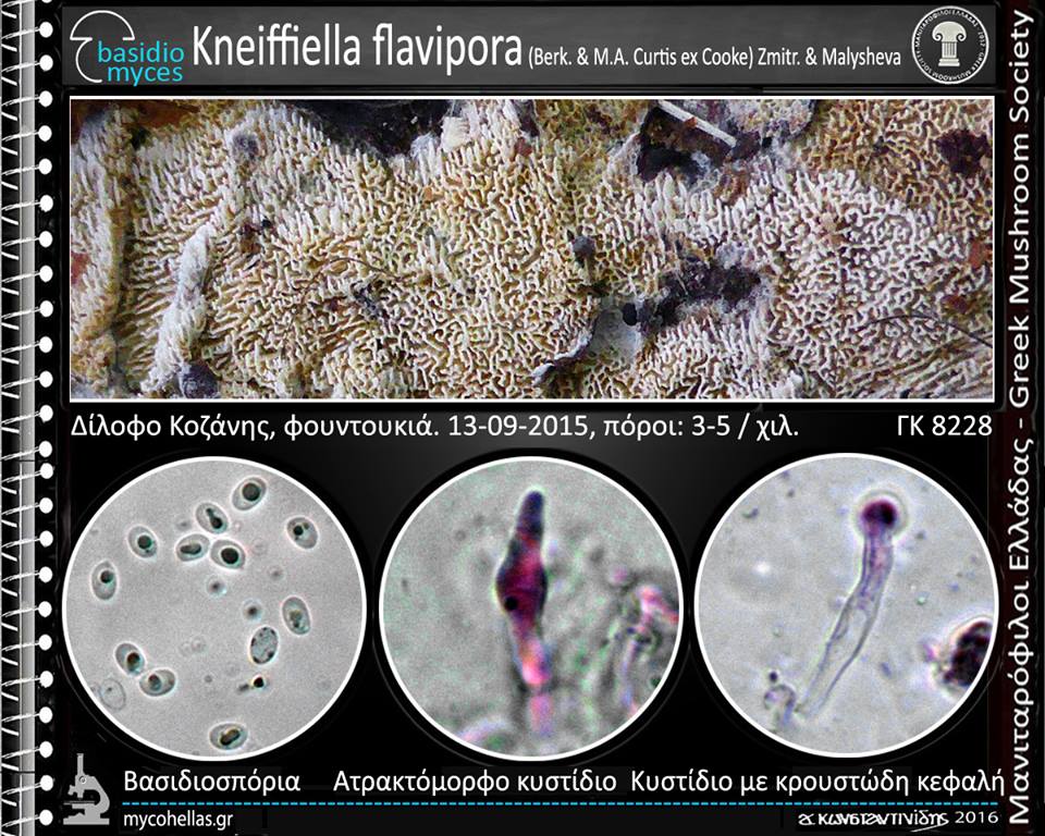 Kneiffiella flavipora (Berk. & M.A. Curtis ex Cooke) Zmitr. & Malysheva
