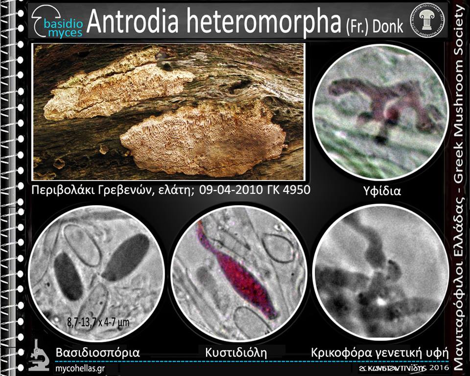 Antrodia heteromorpha (Fr.) Dοnk 