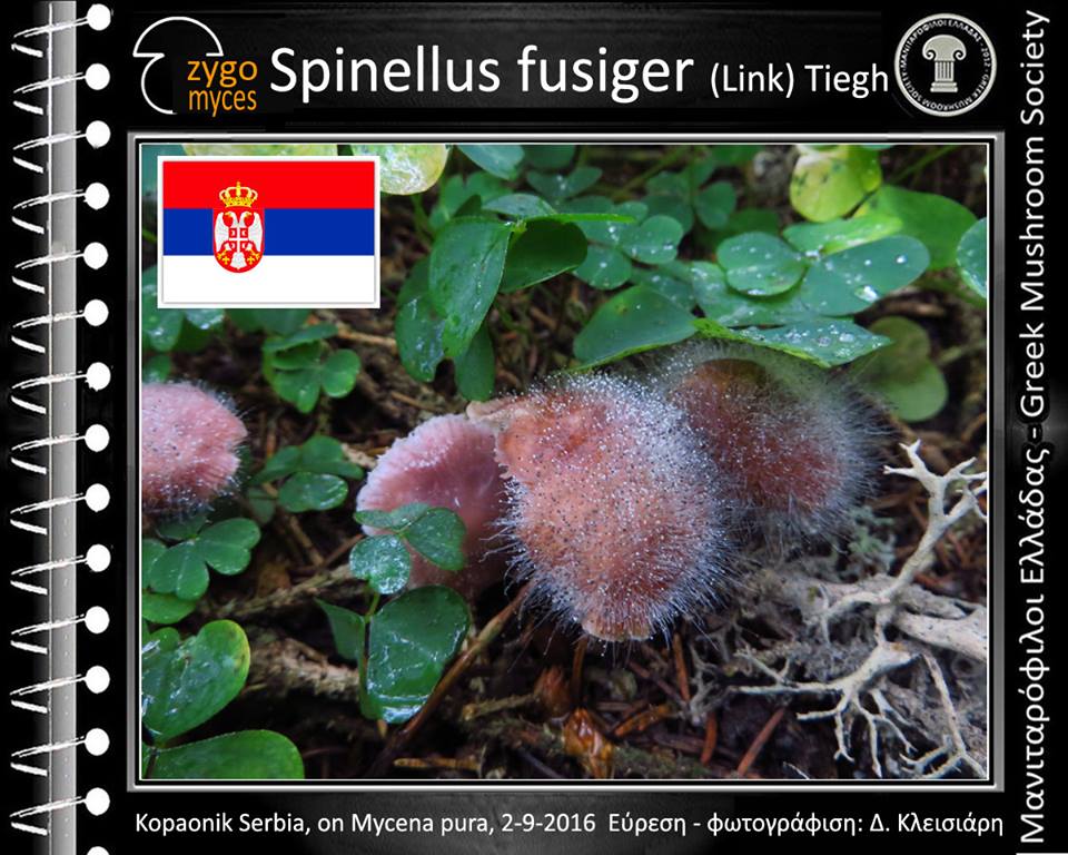 Spinellus fusiger (Link) Tiegh