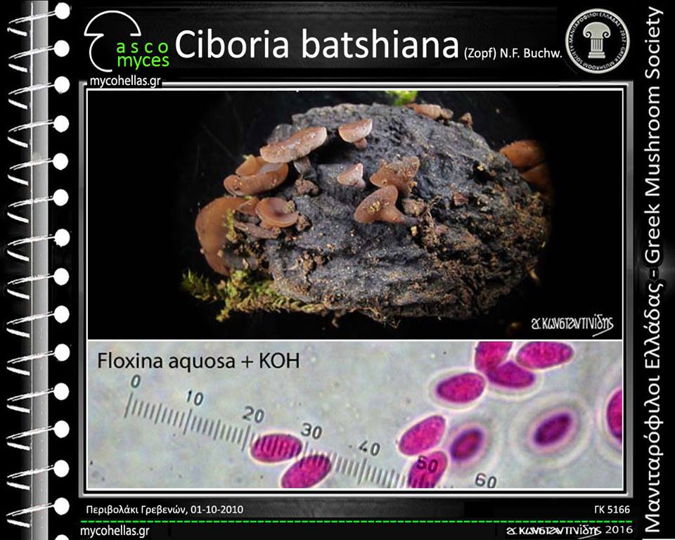 Ciboria batschiana (Zopf) N.F. Buchw.