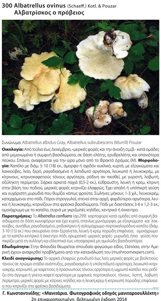 Albatrellus ovinus (Schaeff.) Kotl. & Pouzar