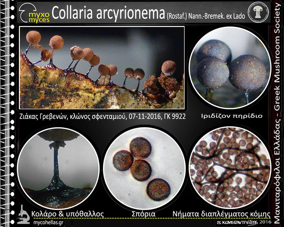 Collaria arcyrionema (Rostaf.) Nann.-Bremek. ex Lado 