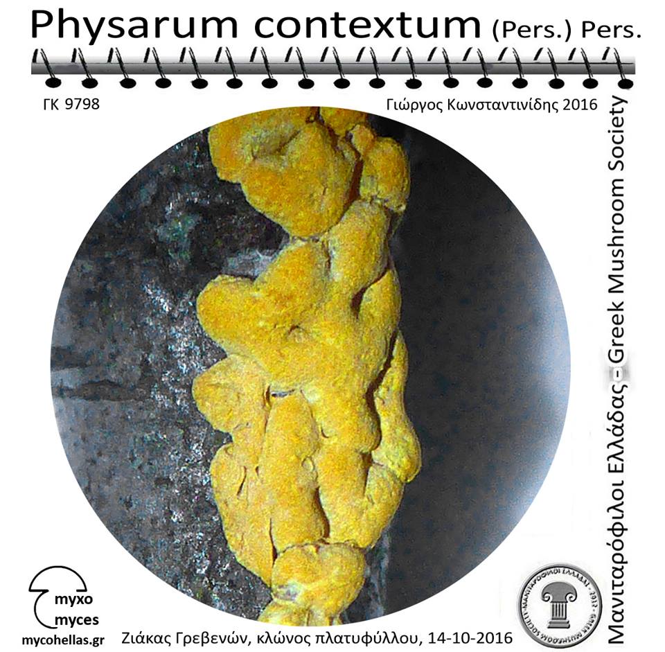 Physarum contextum (Pers.) Pers.