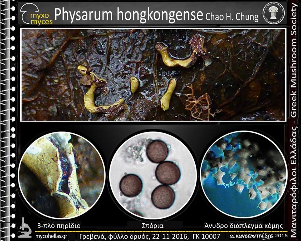 Physarum hongkongense Chao H. Chung