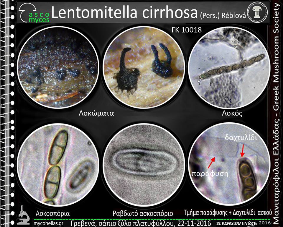 Lentomitella cirrhosa (Pers.) Réblová