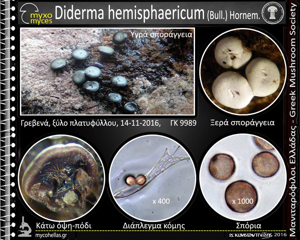 Diderma hemisphaericum (Bull.) Hornem.