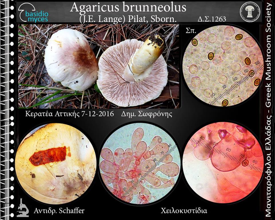 Agaricus brunneolus (J.E. Lange) Pilát