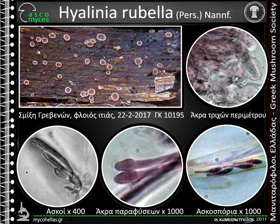 Hyalinia rubella (Pers.) Nannf.