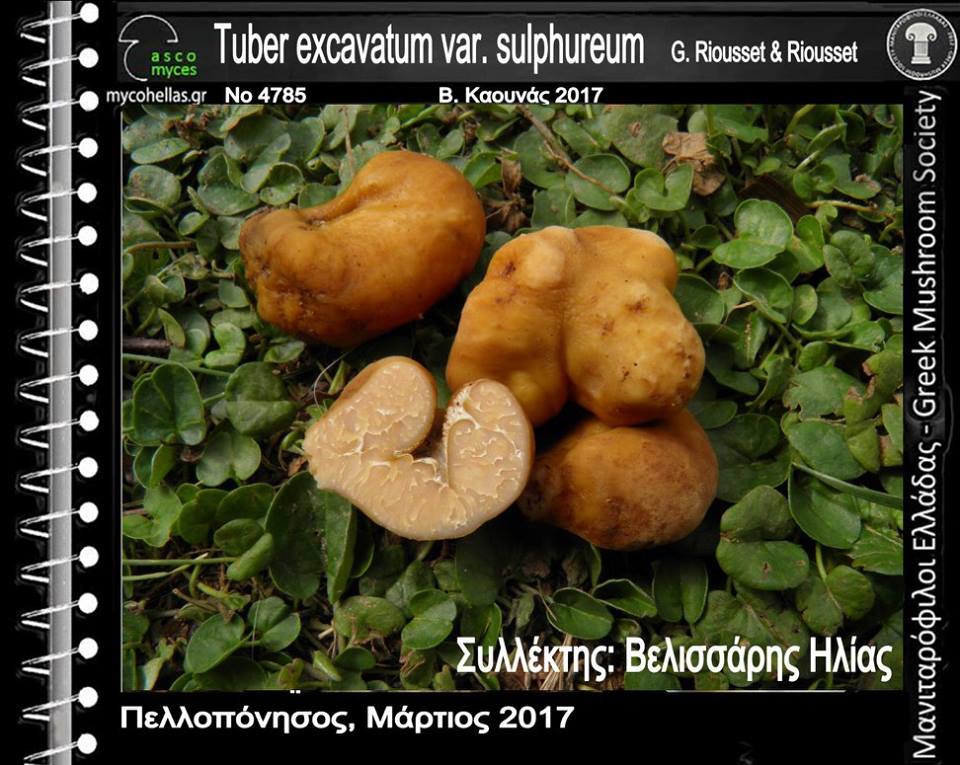 Tuber excavatum var. sulphureum G. Riousset & Riousset 