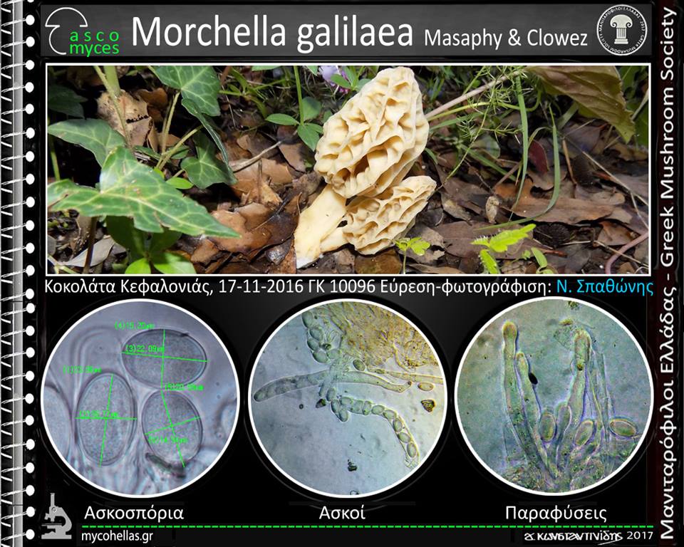 Morchella galilaea Masaphy & Clowez