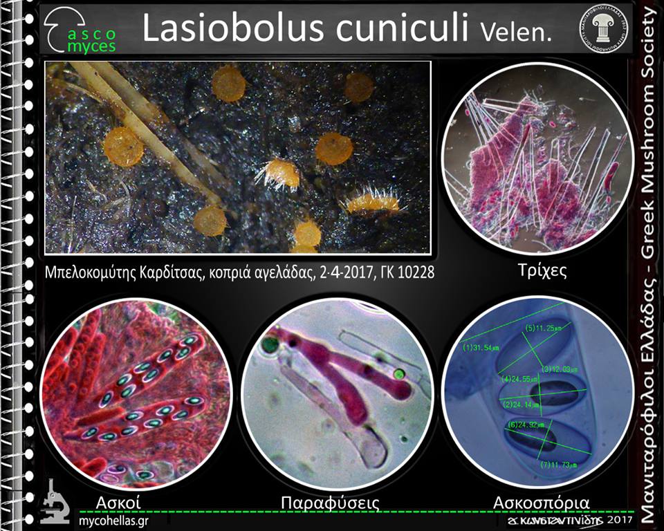Lasiobolus cuniculi Velen.