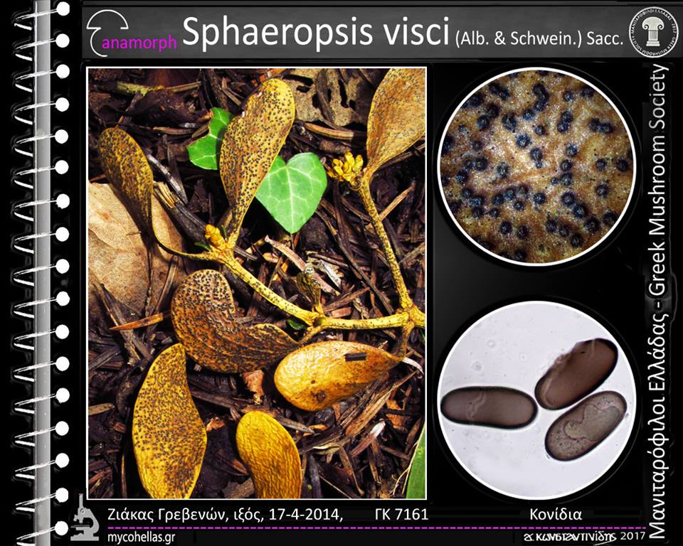 Sphaeropsis visci (Alb. & Schwein.) Sacc.