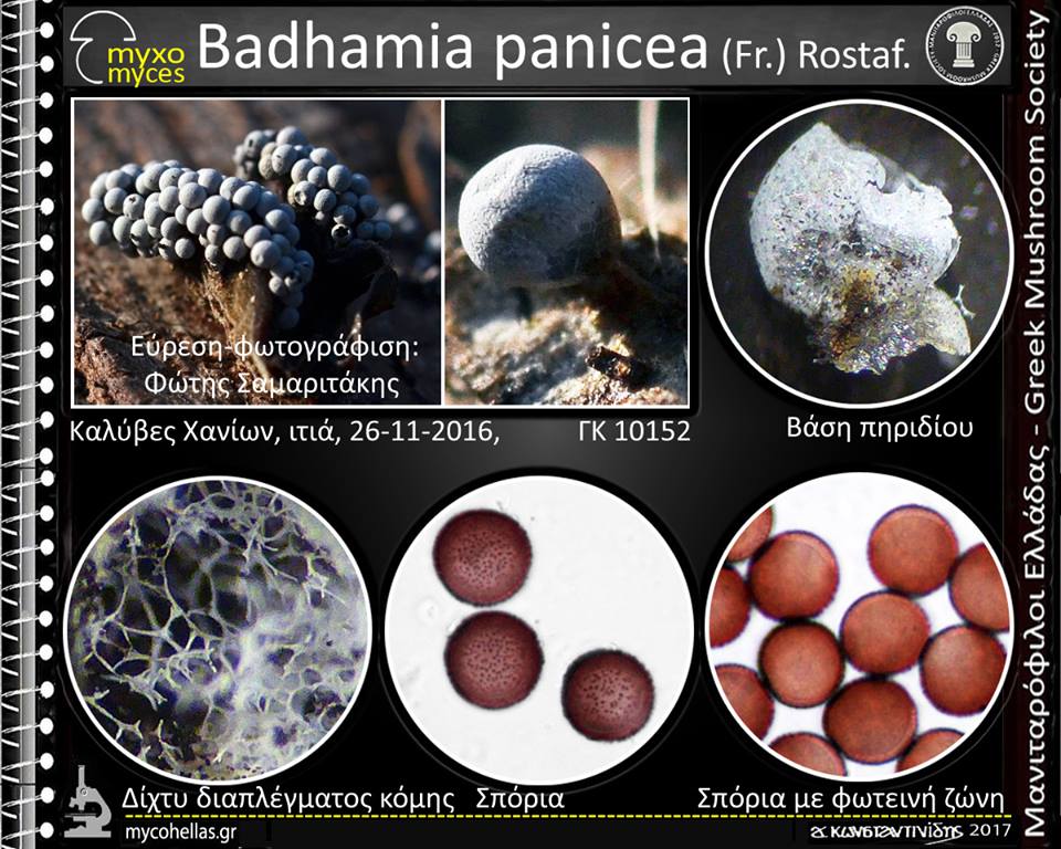 Badhamia panicea (Fr.) Rostaf.