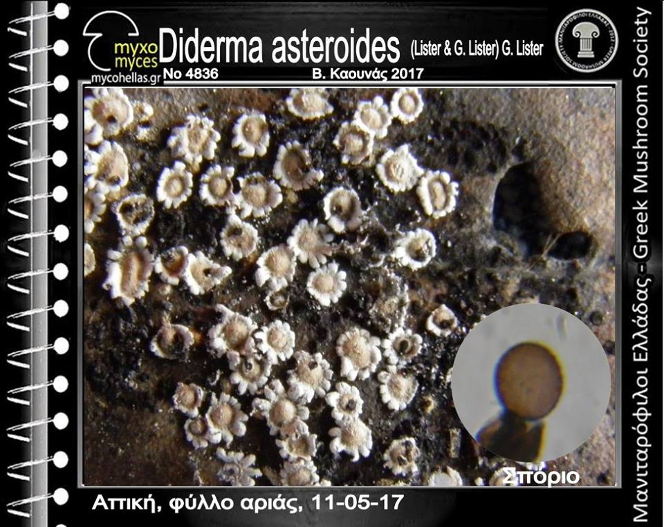 Diderma asteroides var. asteroides (Lister & G. Lister) G. Lister 