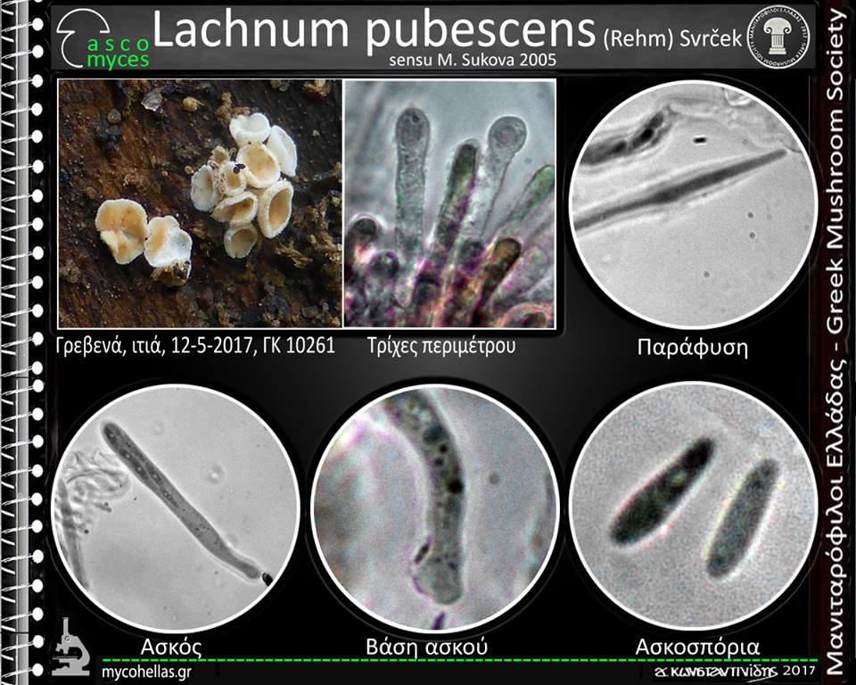Lachnum pubescens (Rehm) Svrček