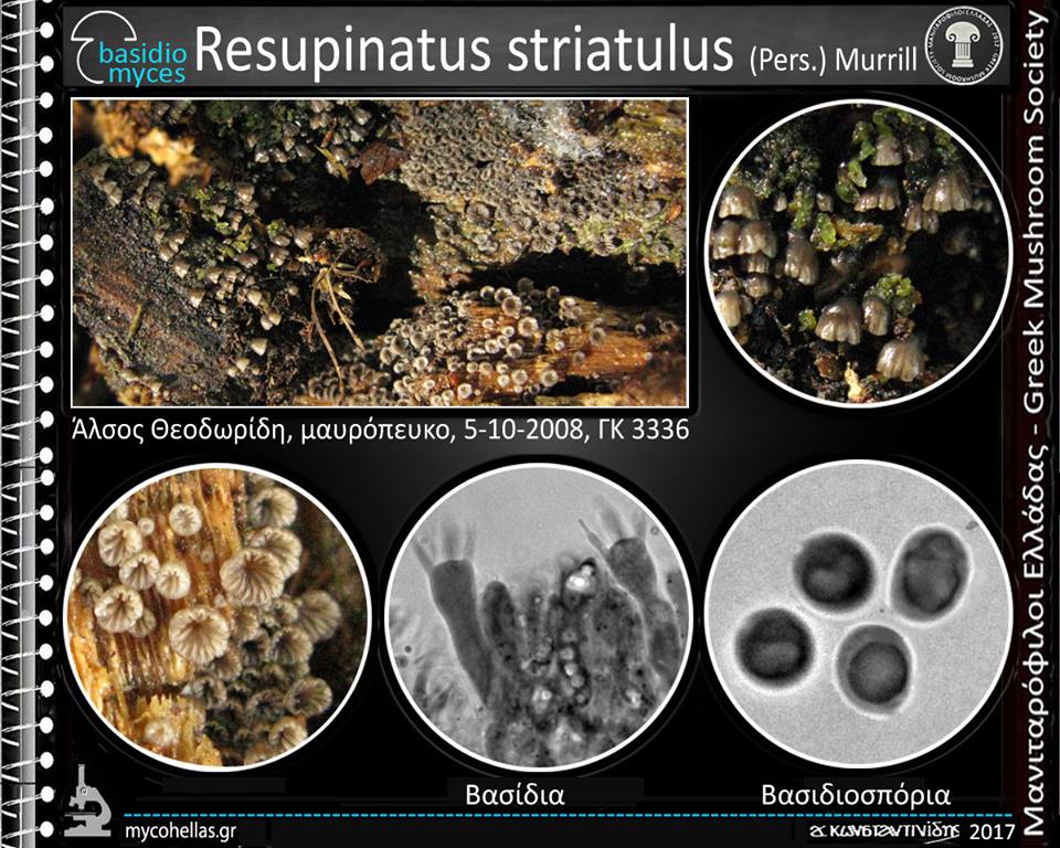 Resupinatus striatulus (Pers.) Murrill