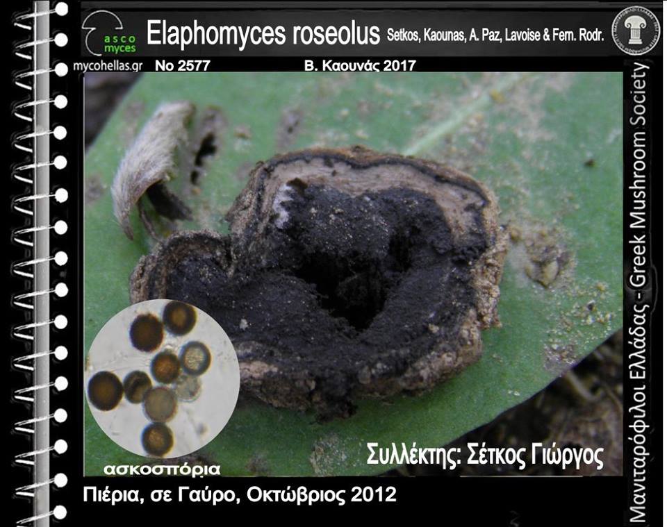 Elaphomyces roseolus Setkos, Kaounas, A. Paz, Lavoise & Fern. Rodr.