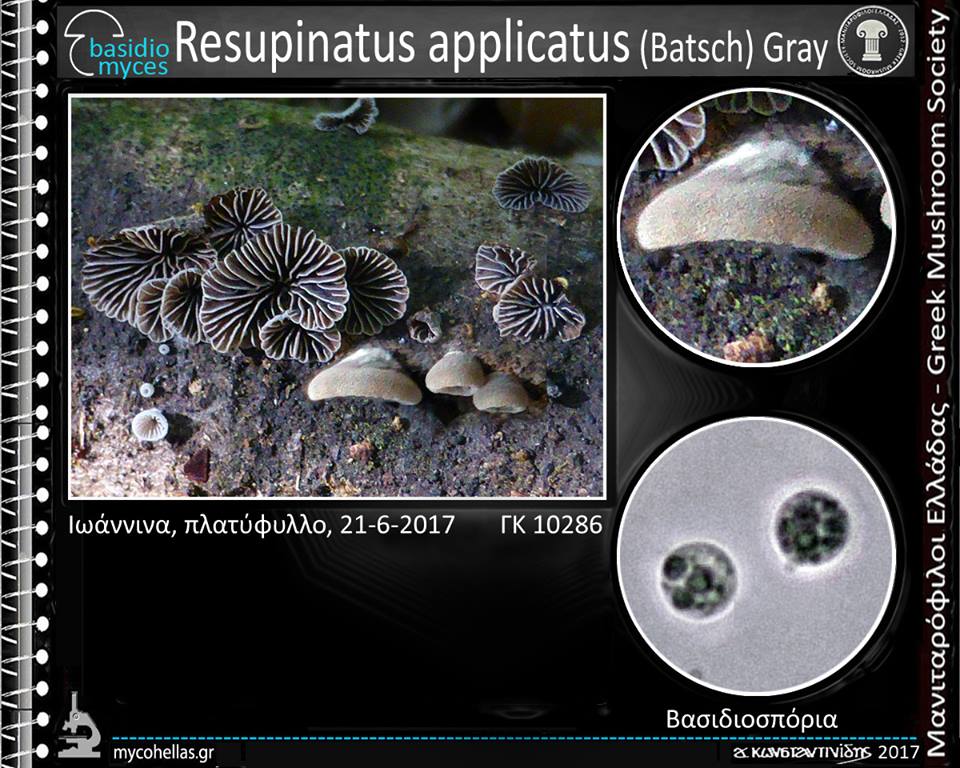 Resupinatus applicatus (Batsch) Gray