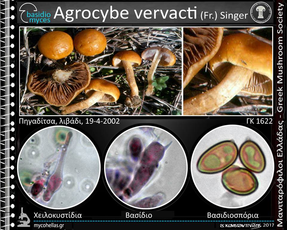 Agrocybe vervacti (Fr.) Singer