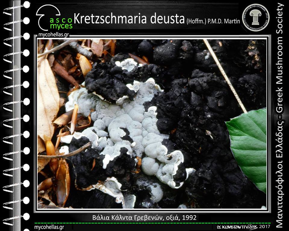 Kretzschmaria deusta (Hoffm.) P.M.D. Martin