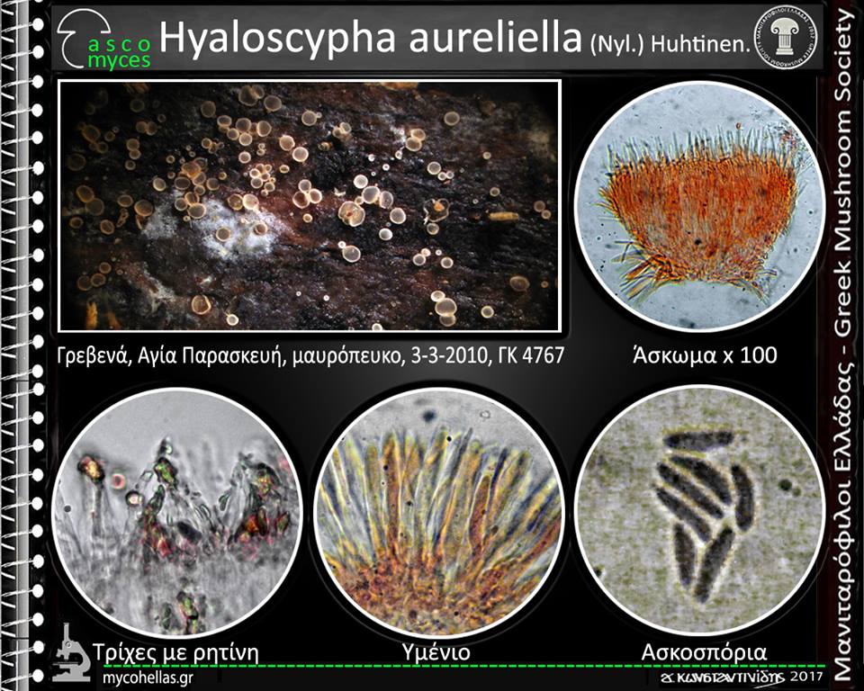 Hyaloscypha aureliella (Nyl.) Huhtinen.