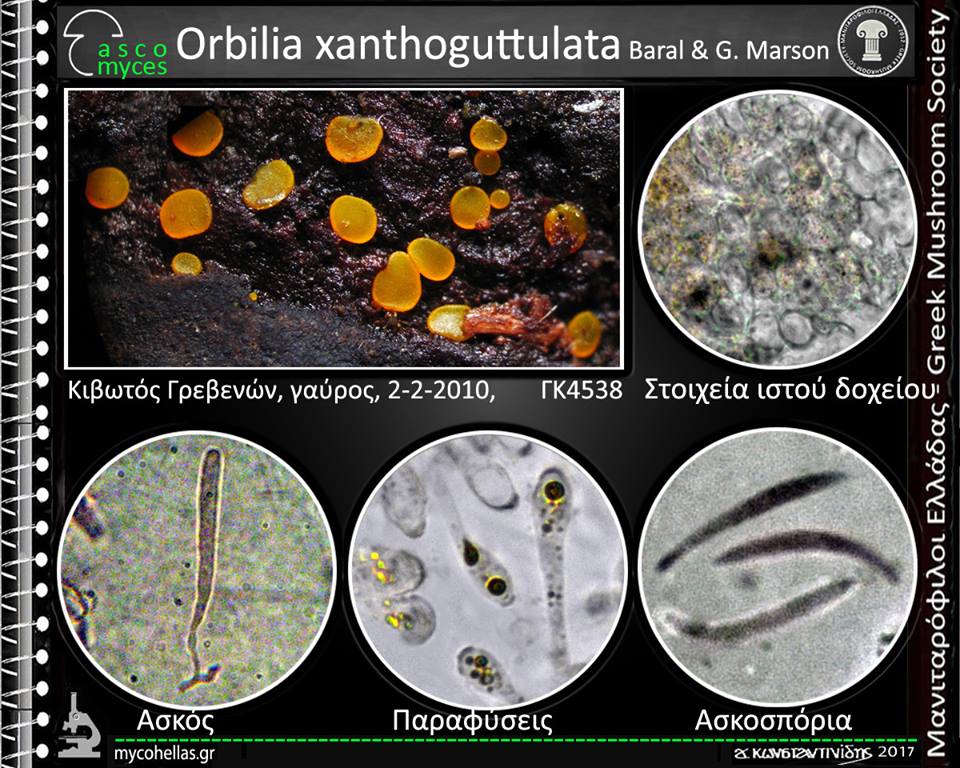 Orbilia xanthoguttulata Baral & G. Marson 