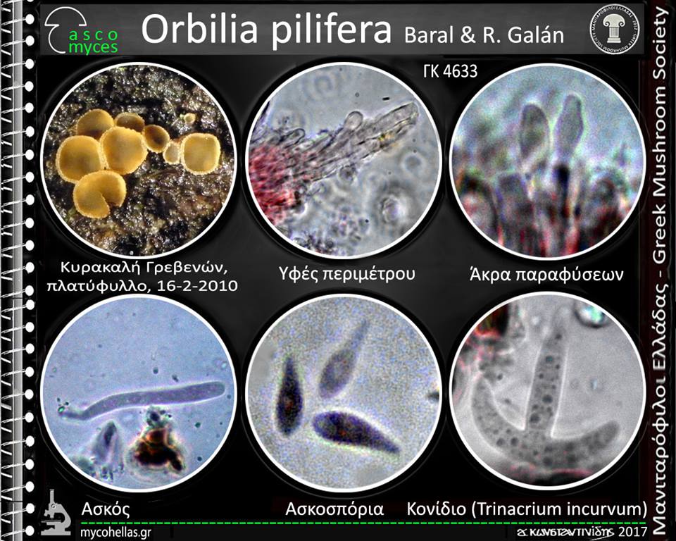 Orbilia pilifera Baral & R. Galán