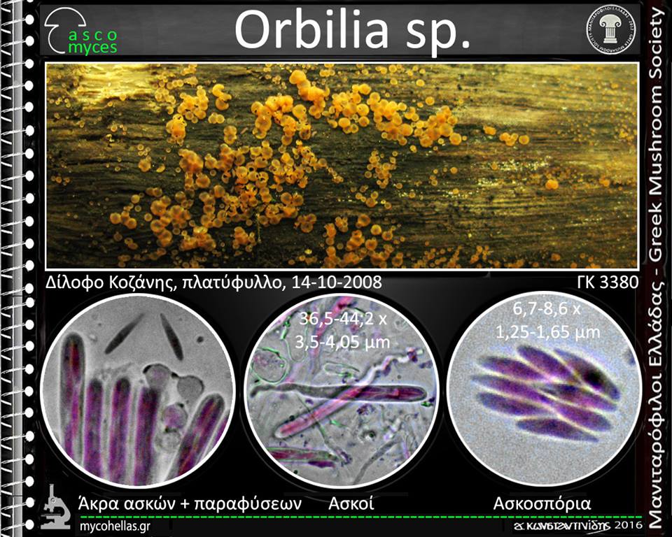 Orbilia sp.