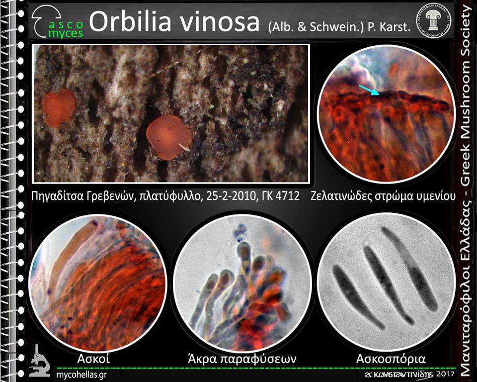 Orbilia vinosa (Alb. & Schwein.) P. Karst. 