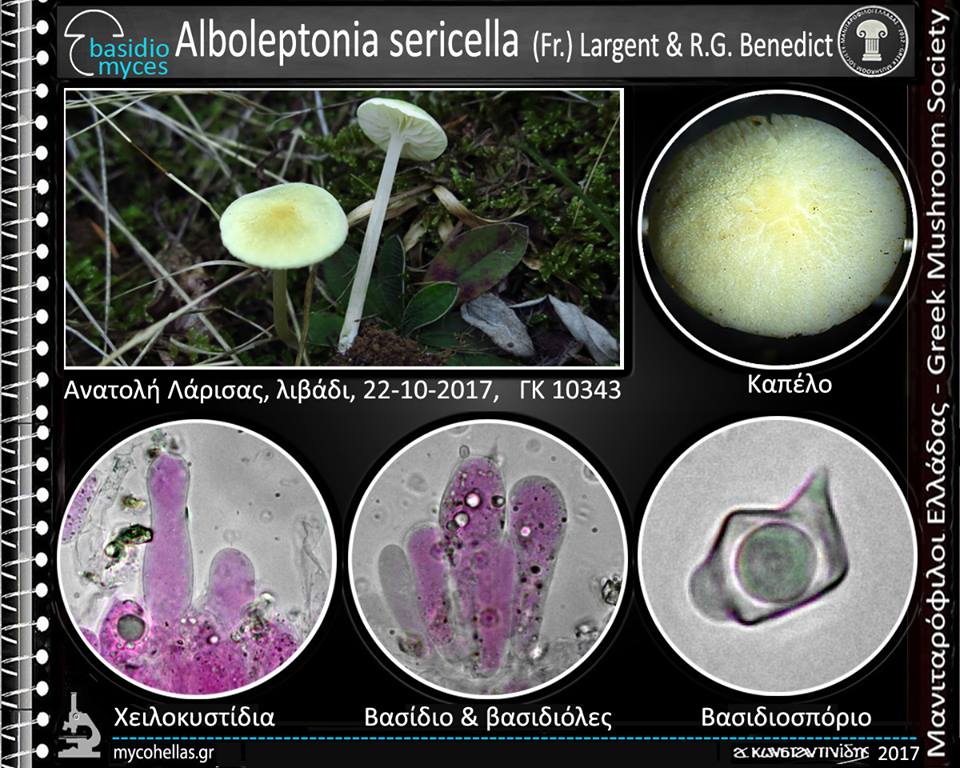 Alboleptonia sericella (Fr.) Largent & R.G. Benedict