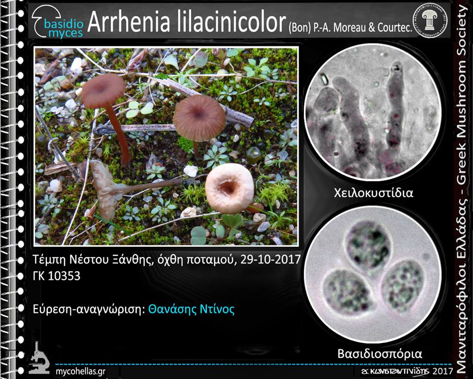 Arrhenia lilacinicolor (Bon) P.-A. Moreau & Courtec.