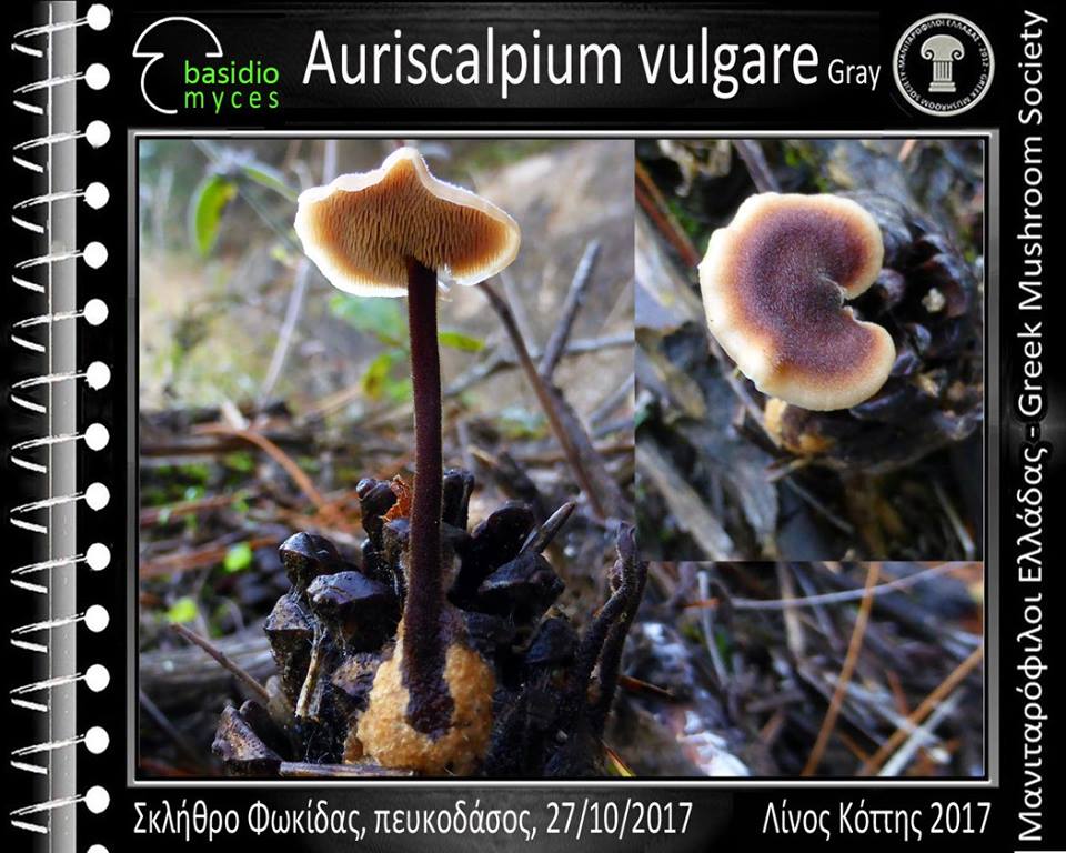 Auriscalpium vulgare Gray