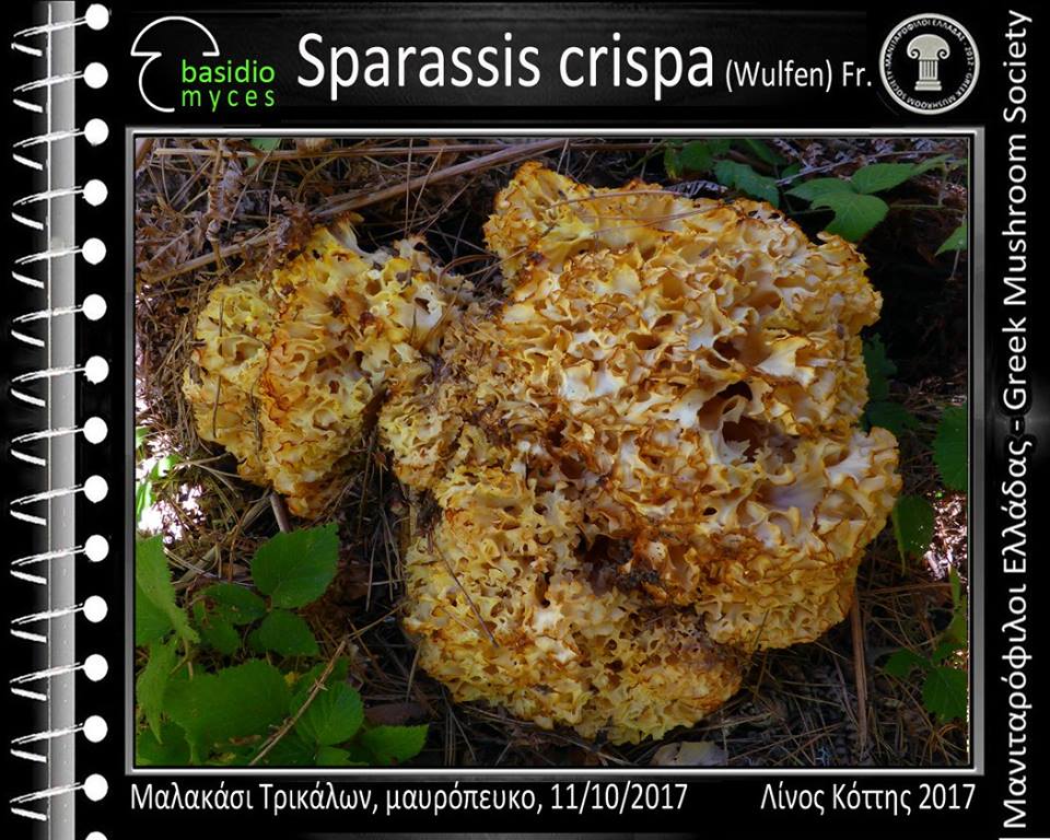 Sparassis crispa (Wulfen) Fr 