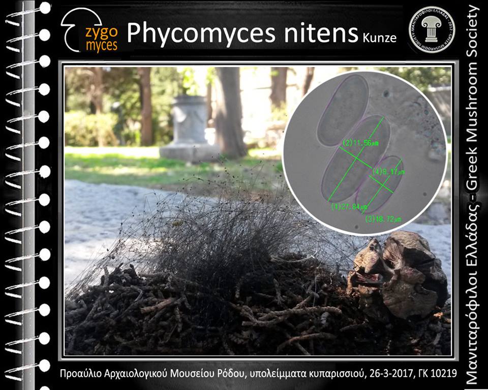 Phycomyces nitens Kunze 