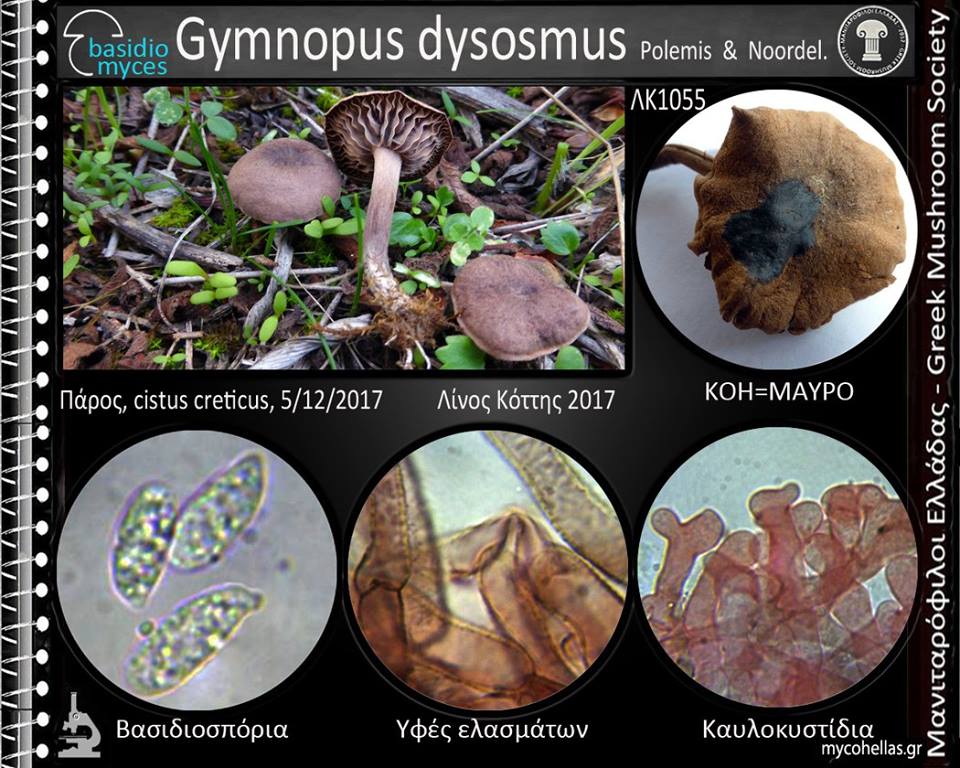 Gymnopus dysosmus Polemis & Noordel.